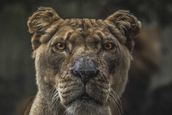 Featured: Volunteering Abroad Programs That Don’t Require Experience: 9 Organizations That’ll Train You on Arrival