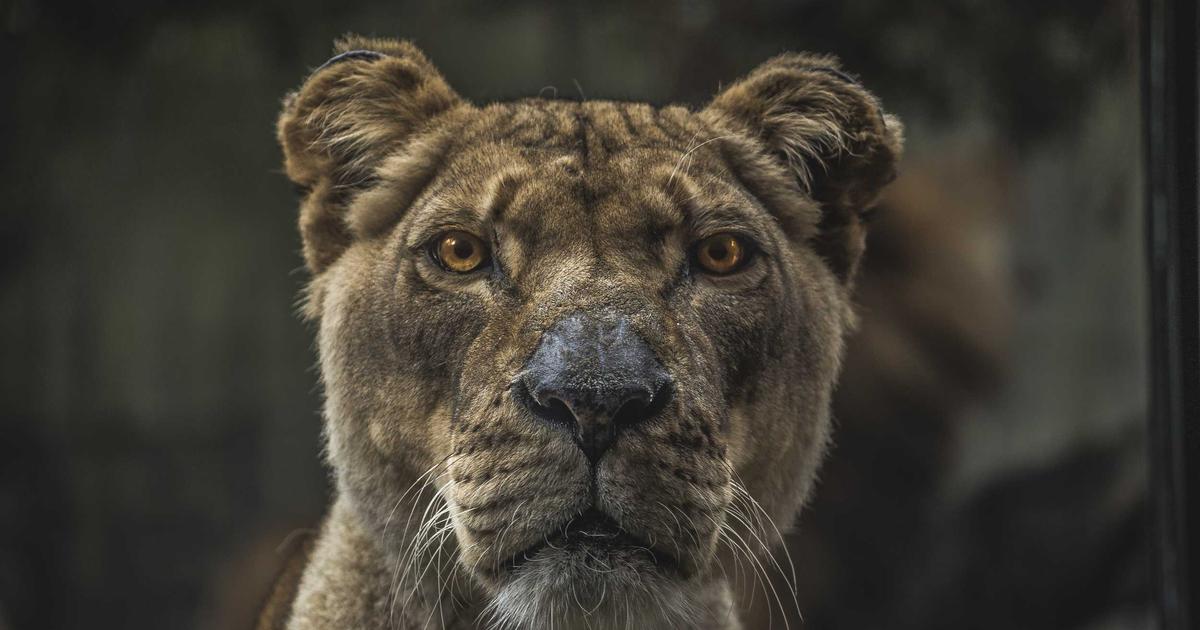 Featured: Volunteering Abroad Programs That Don’t Require Experience: 9 Organizations That’ll Train You on Arrival